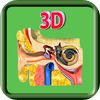 3D Human Ear_HD